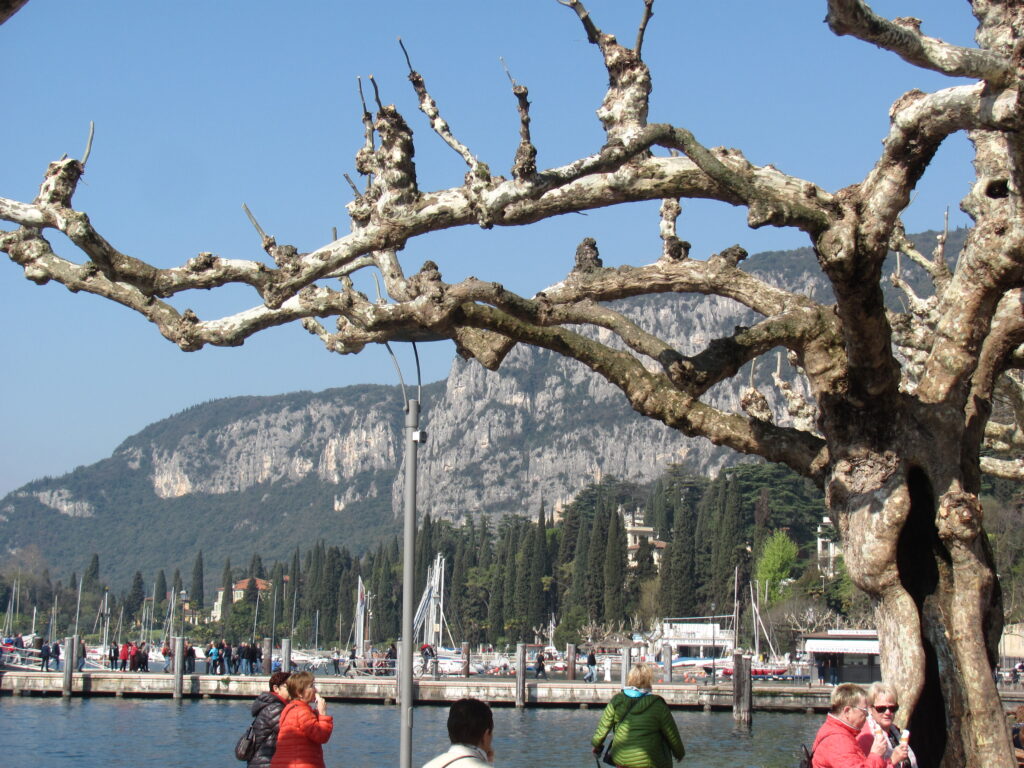 A tree on Lago di Garda, Italy.